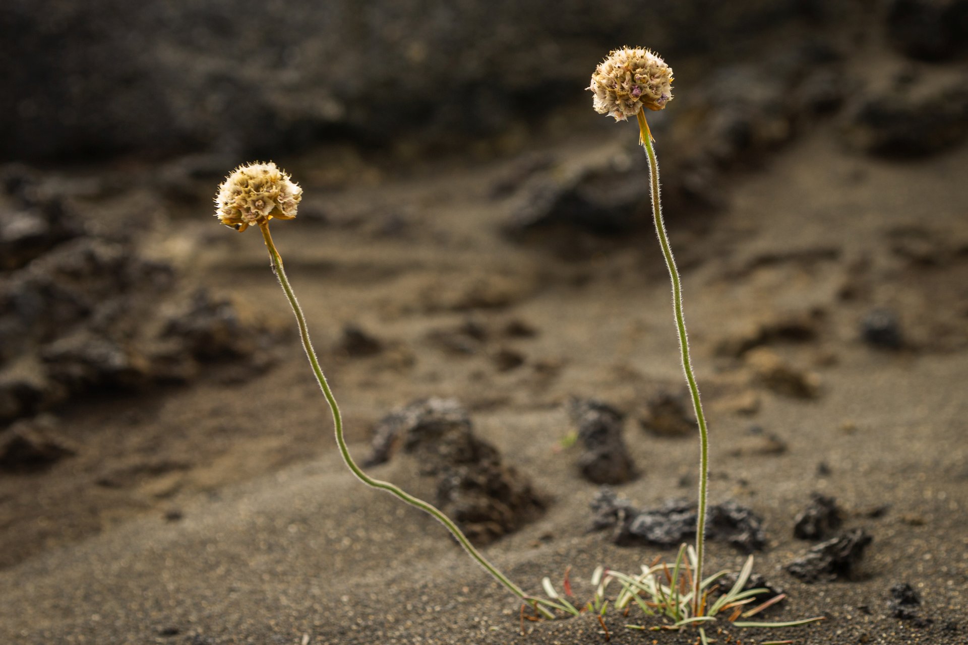 Rośliny porastające wydmy przy plaży w Stóra Sandvík