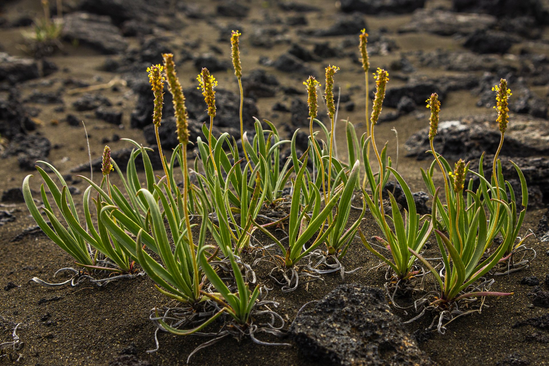 Rośliny porastające wydmy przy plaży w Stóra Sandvík