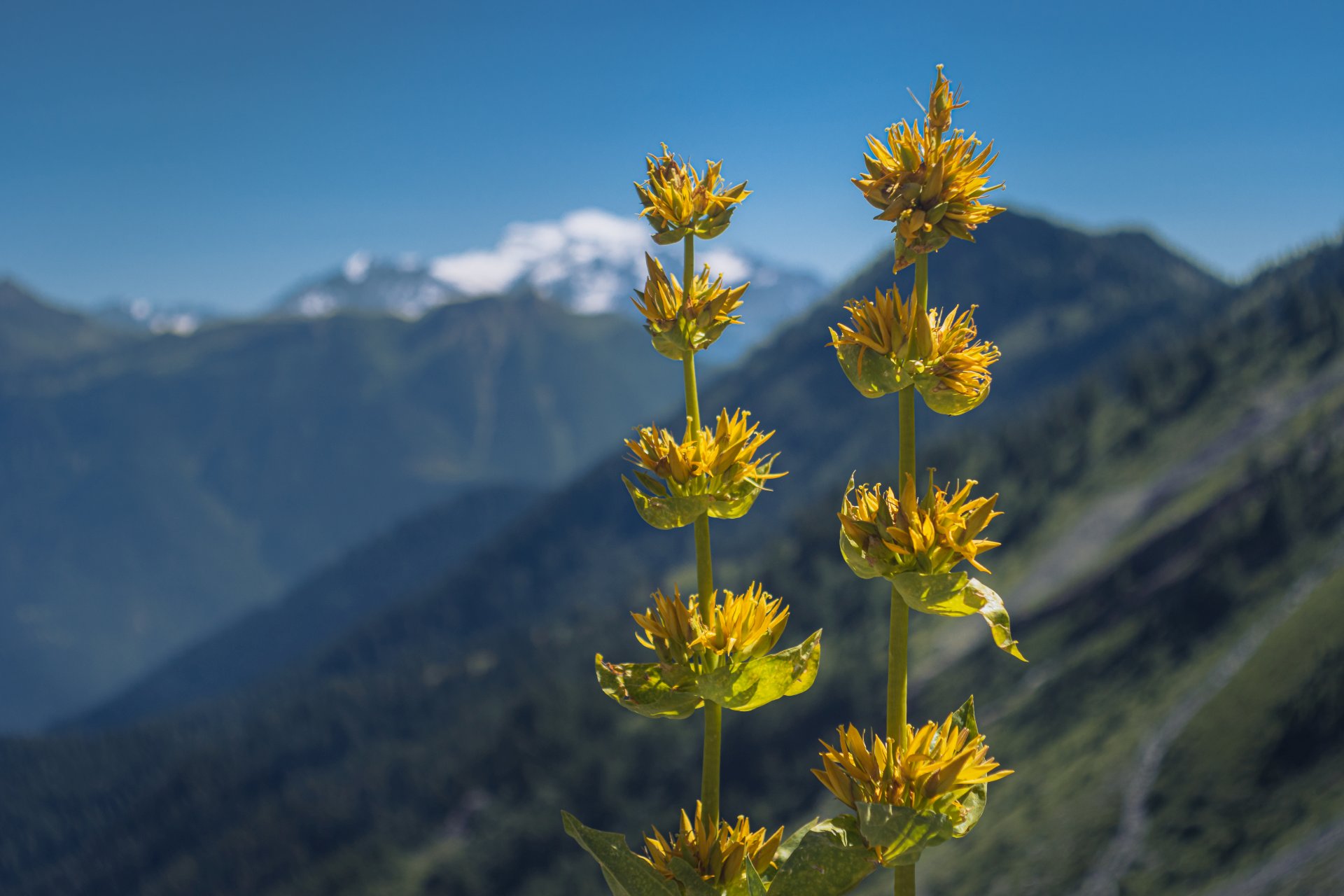 Kwiat goryczki żółtej na tle Alp Walijskich
