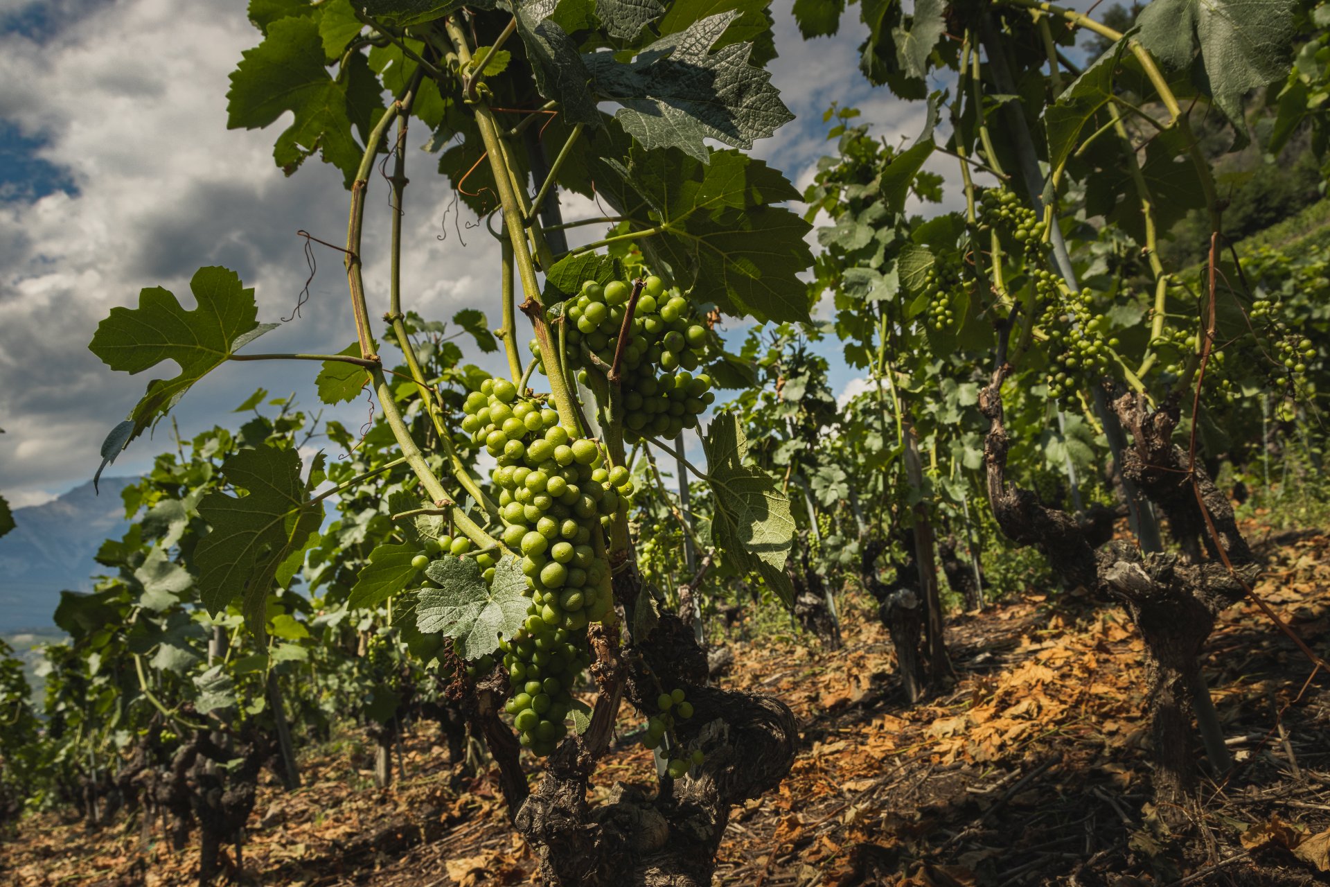 Plantacja winorośli w pobliżu miasteczka Bramois