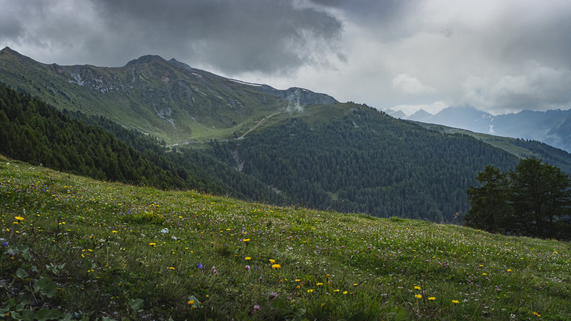 Alpejska łąka w pobliżu Thyon 2000