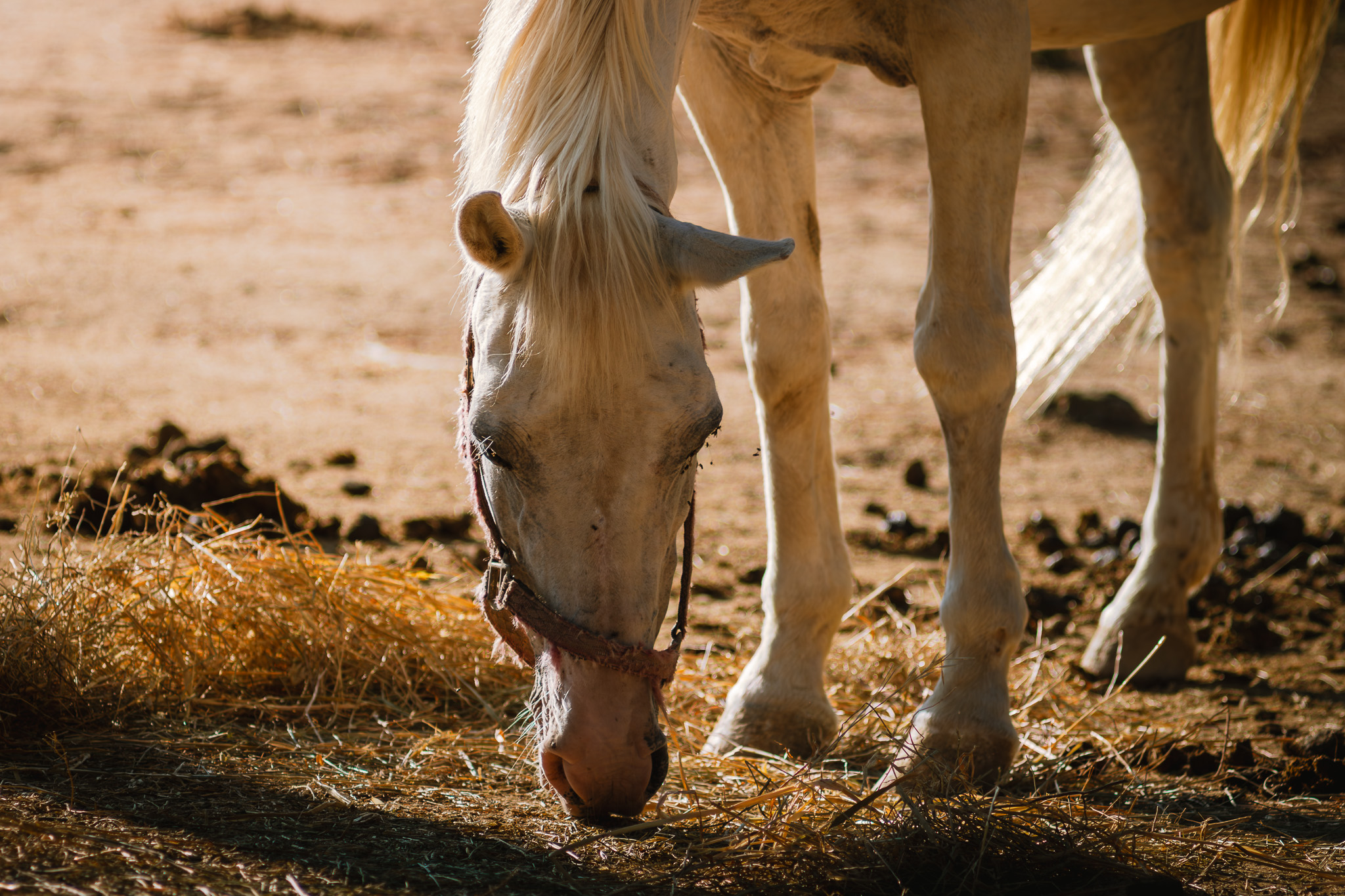 Masbell - Turisme Rural 