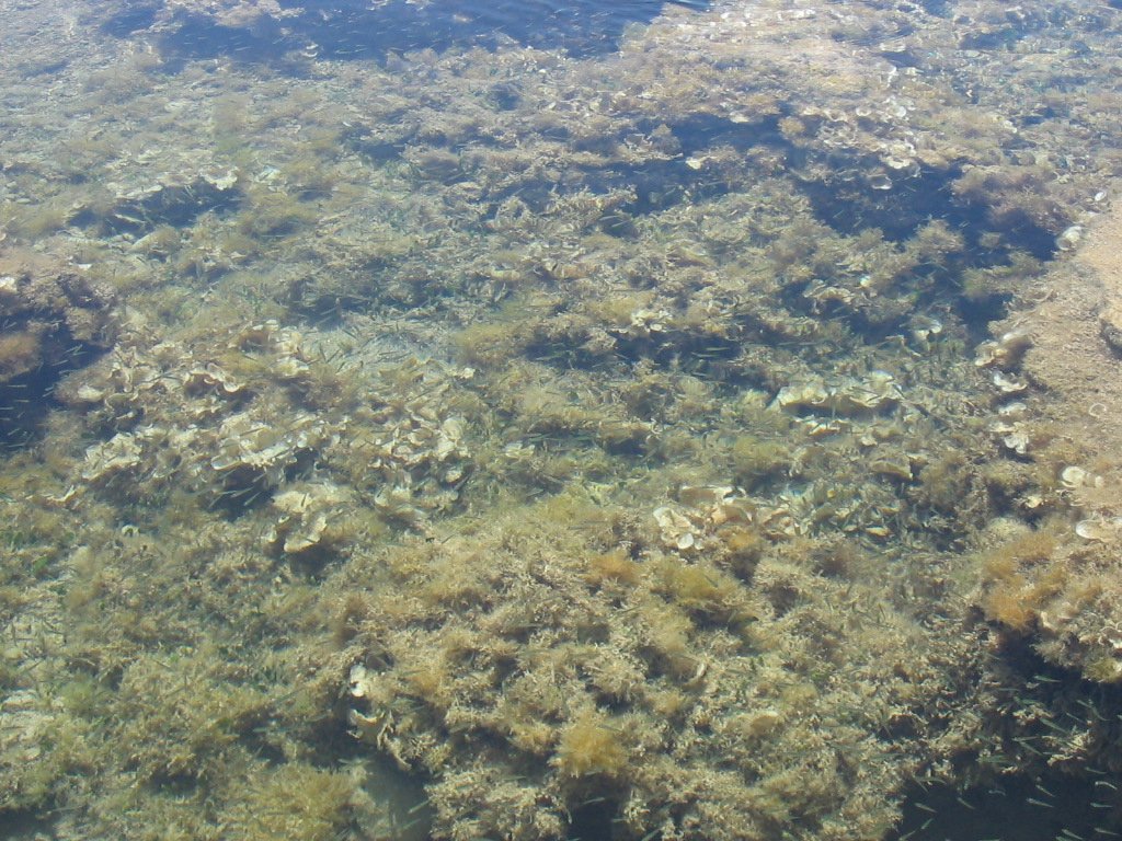 Rafa koralowa w zatoce Agia Marina