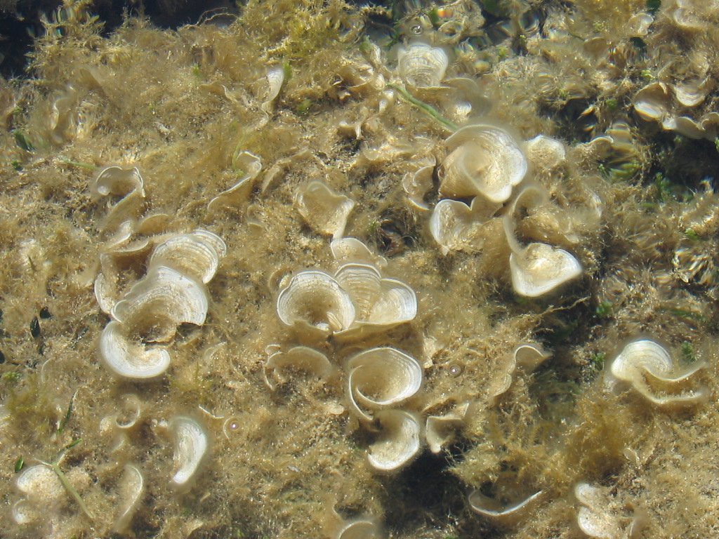 Rafa koralowa w zatoce Agia Marina