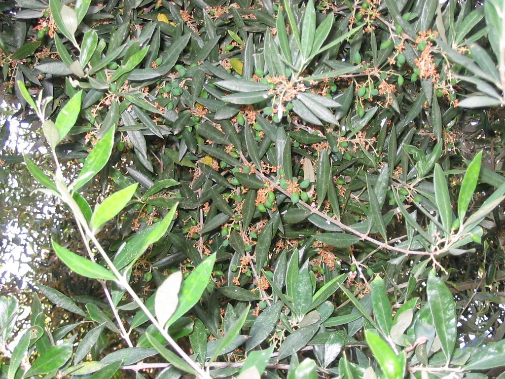 Drzewko oliwne
