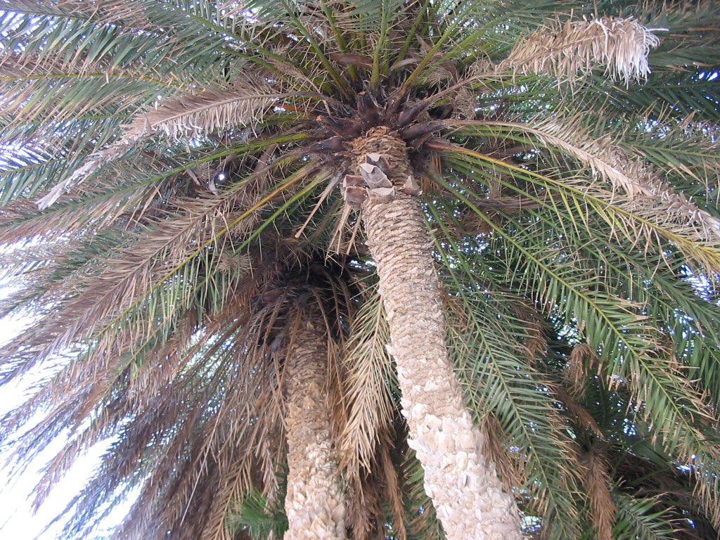 Palmy na plaży Váї