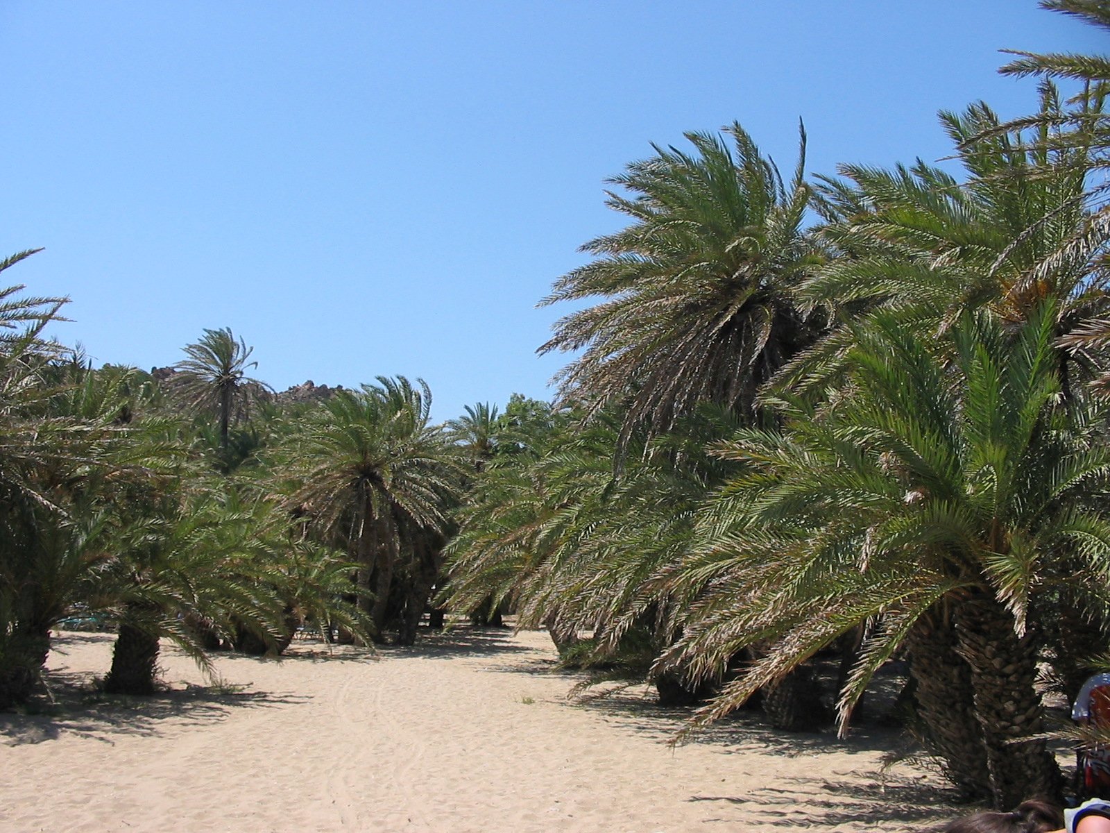 Palmy na plaży Váї