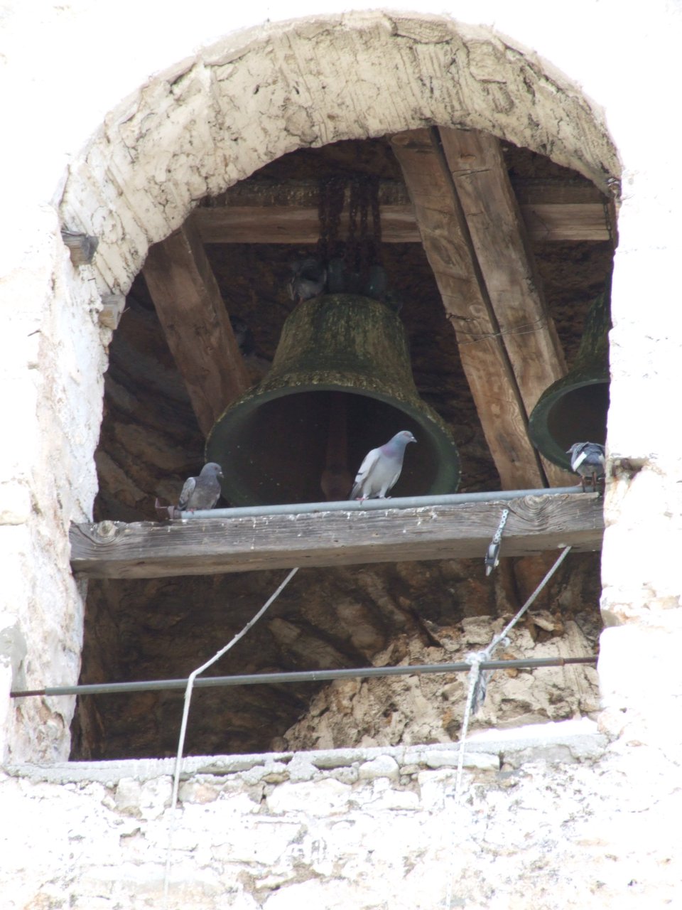 Gołębie na przykościelnej dzwonnicy