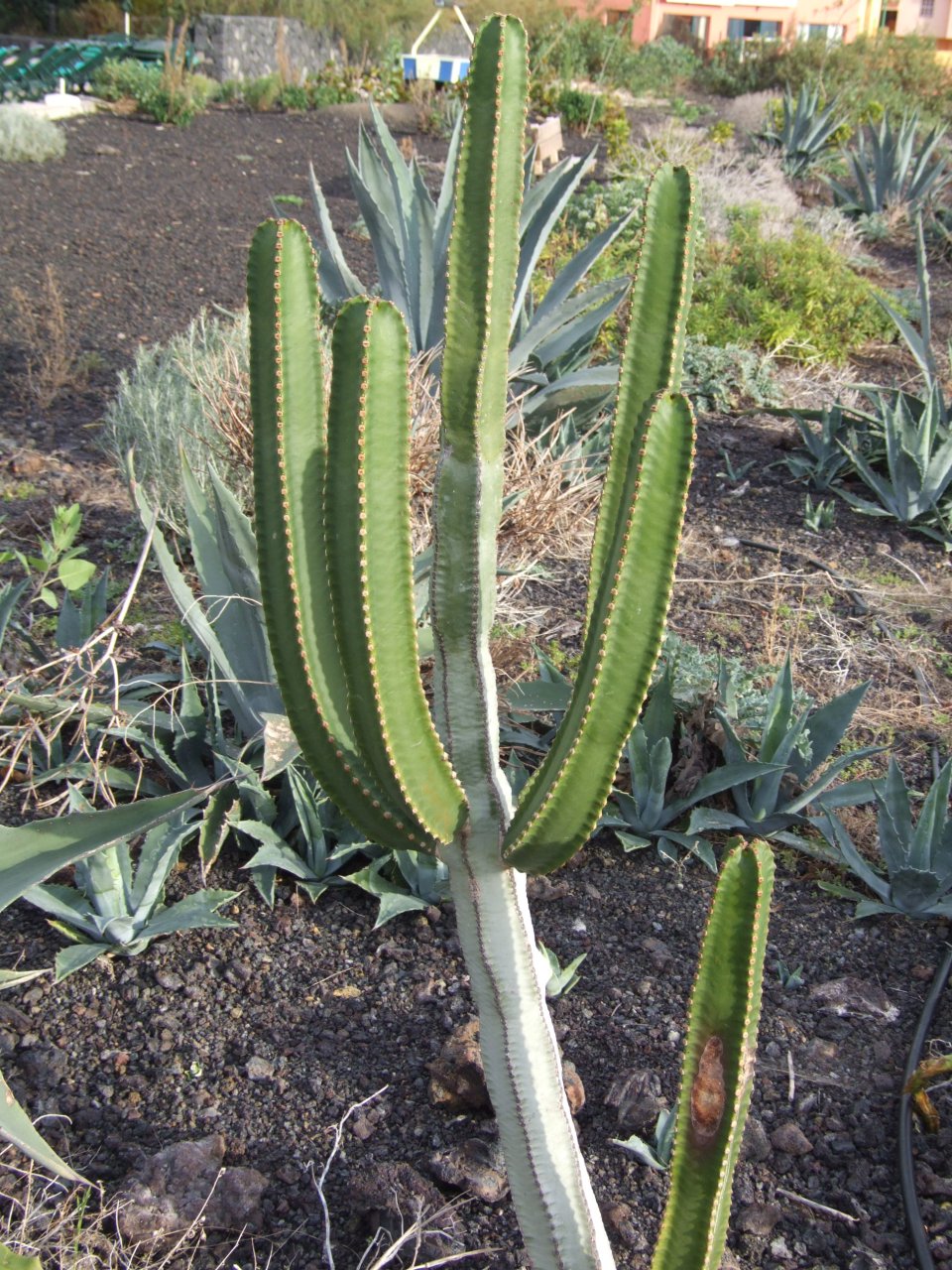 Ogród kaktusowy w Las Olas