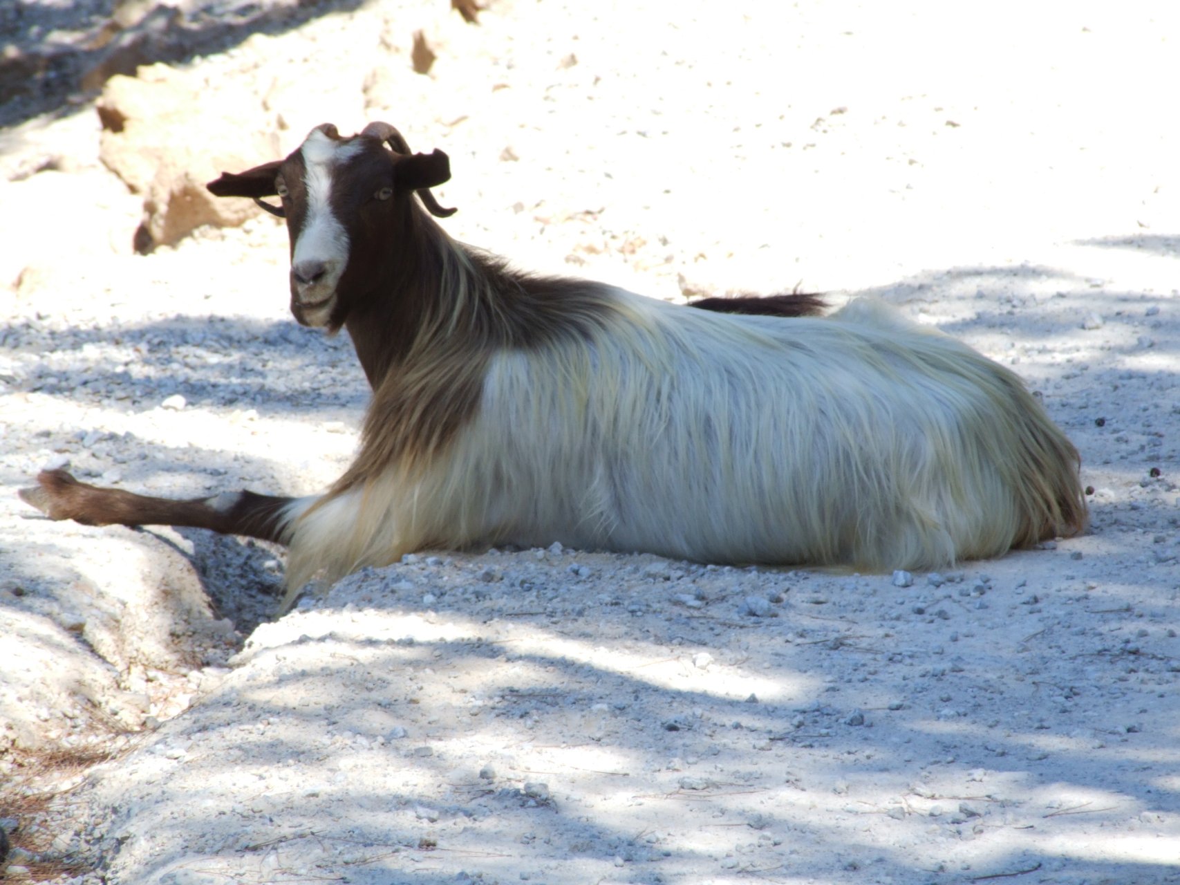 Jedynymi mieszkańcami klasztoru Ágios Ióannis Timianós są dzisiaj kozy