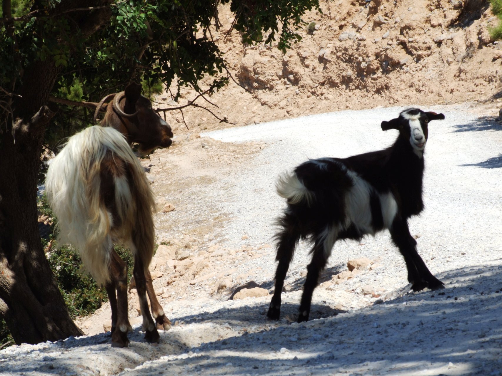 Jedynymi mieszkańcami klasztoru Ágios Ióannis Timianós są dzisiaj kozy