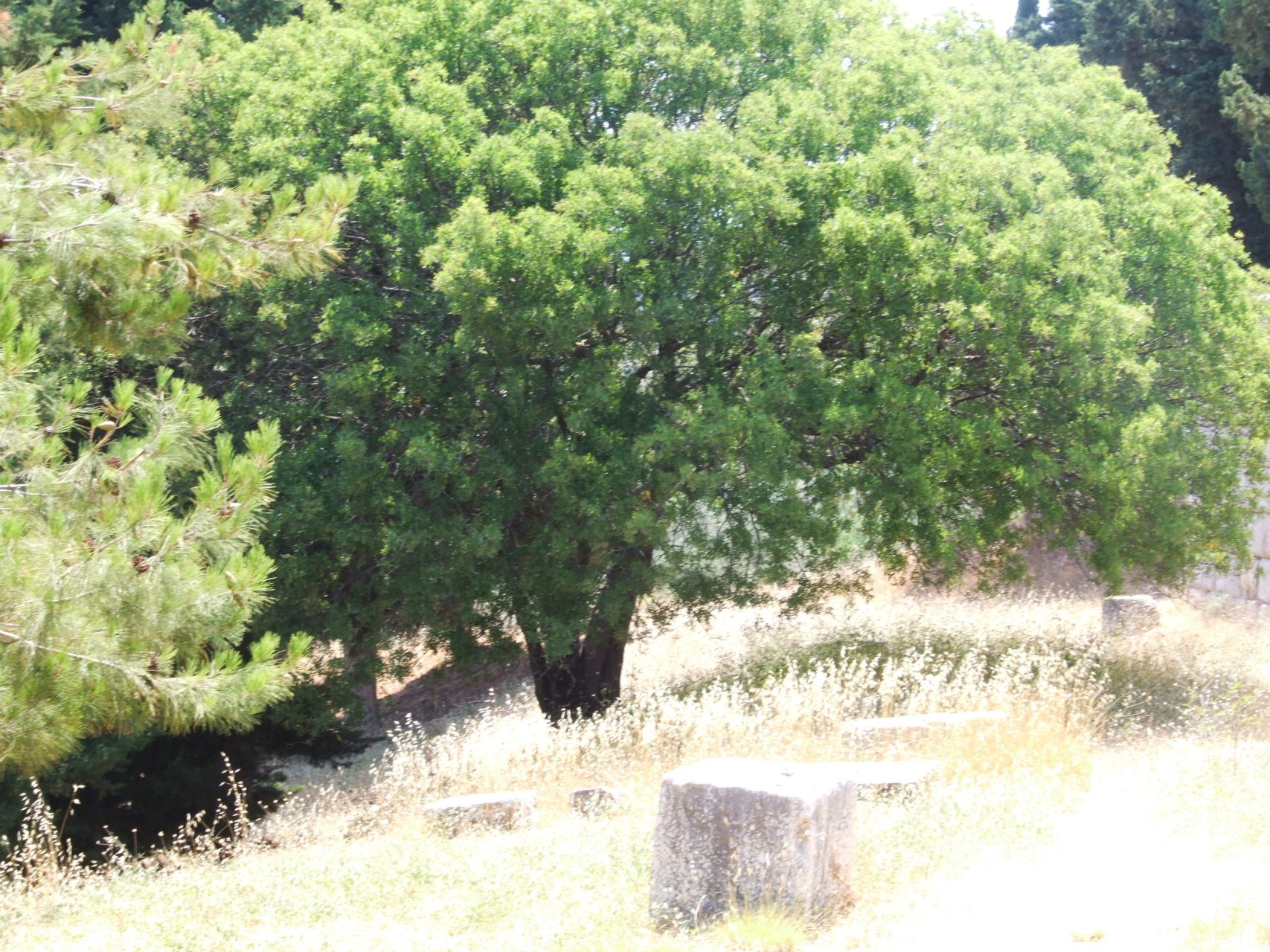 Drzewa na trzecim tarasie
