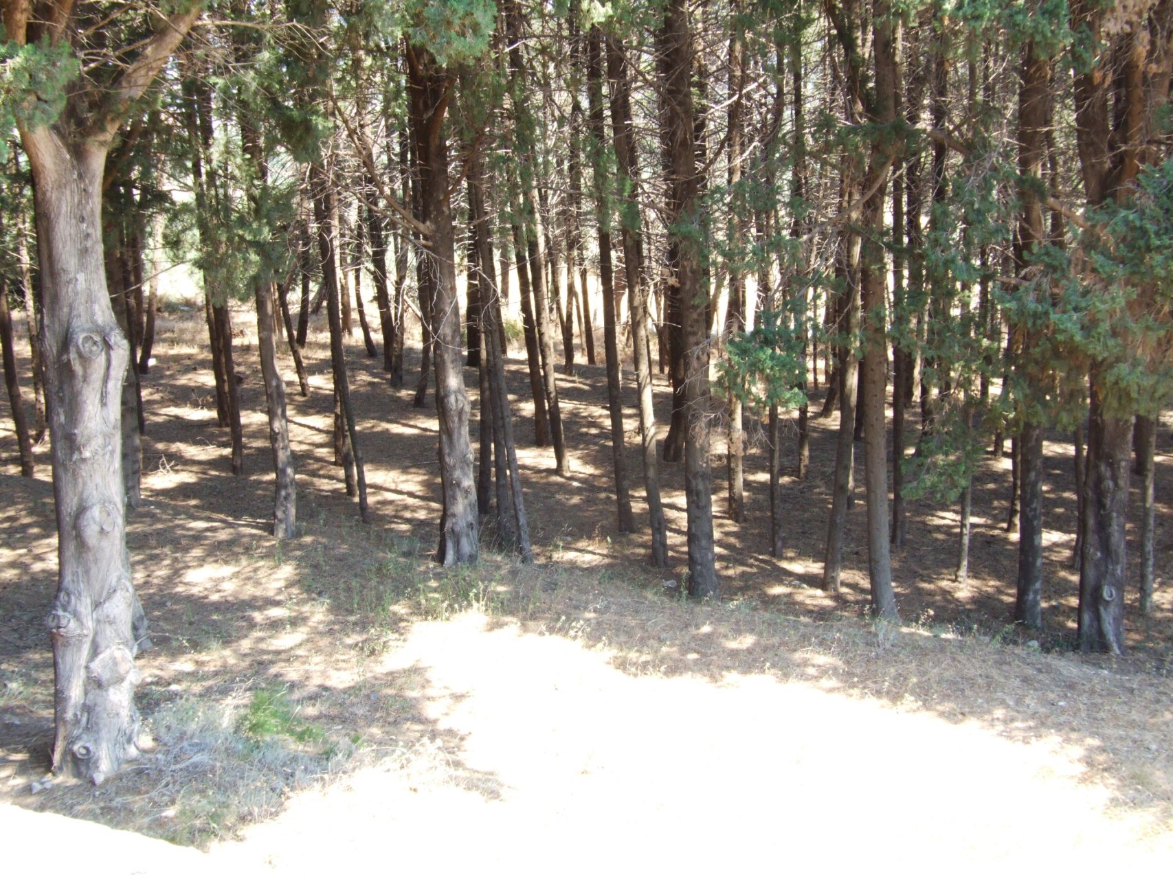Las porastający Asklepiejon