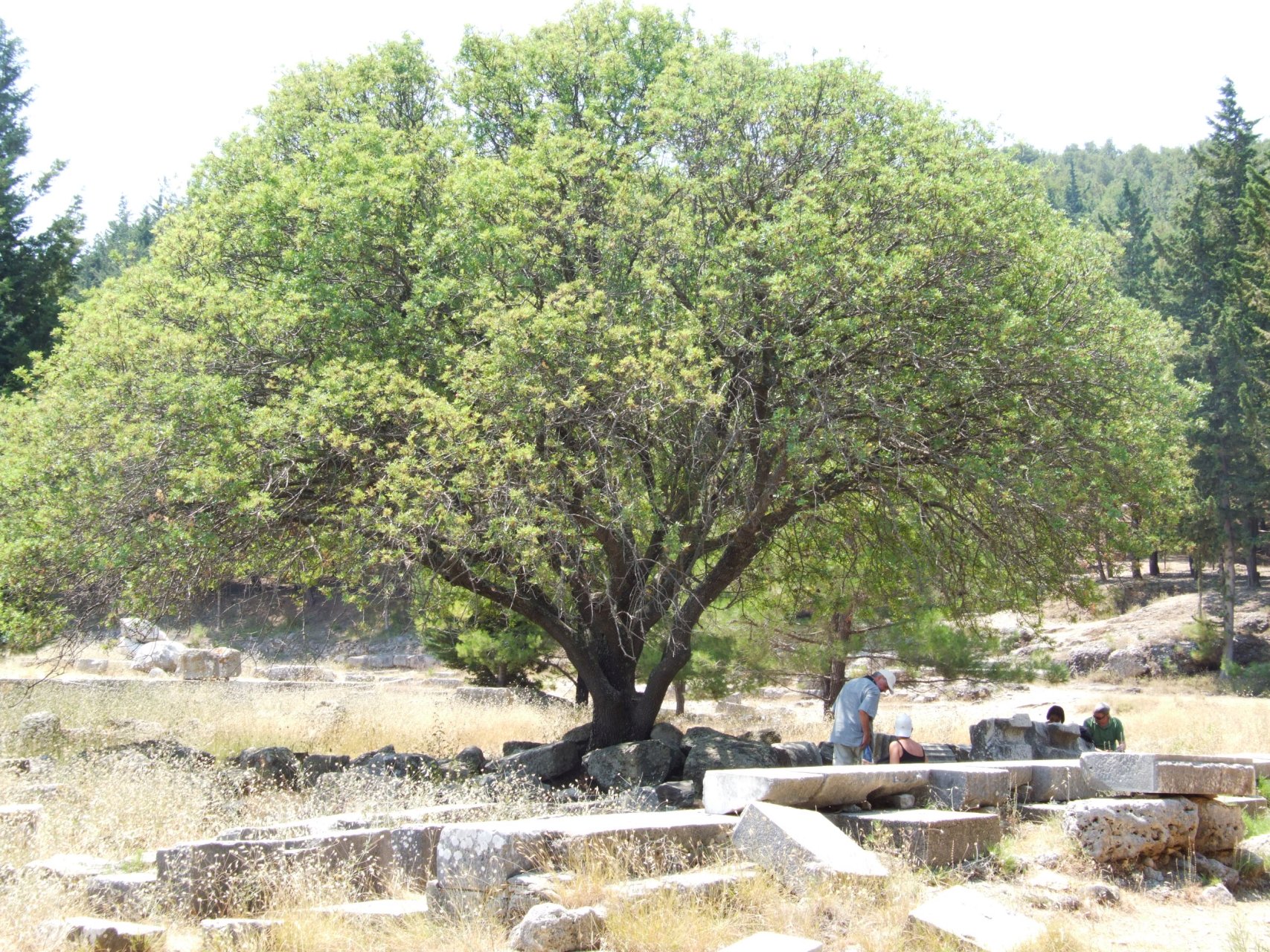 W świątyni Asklepiosa rośnie ogromne drzewo...