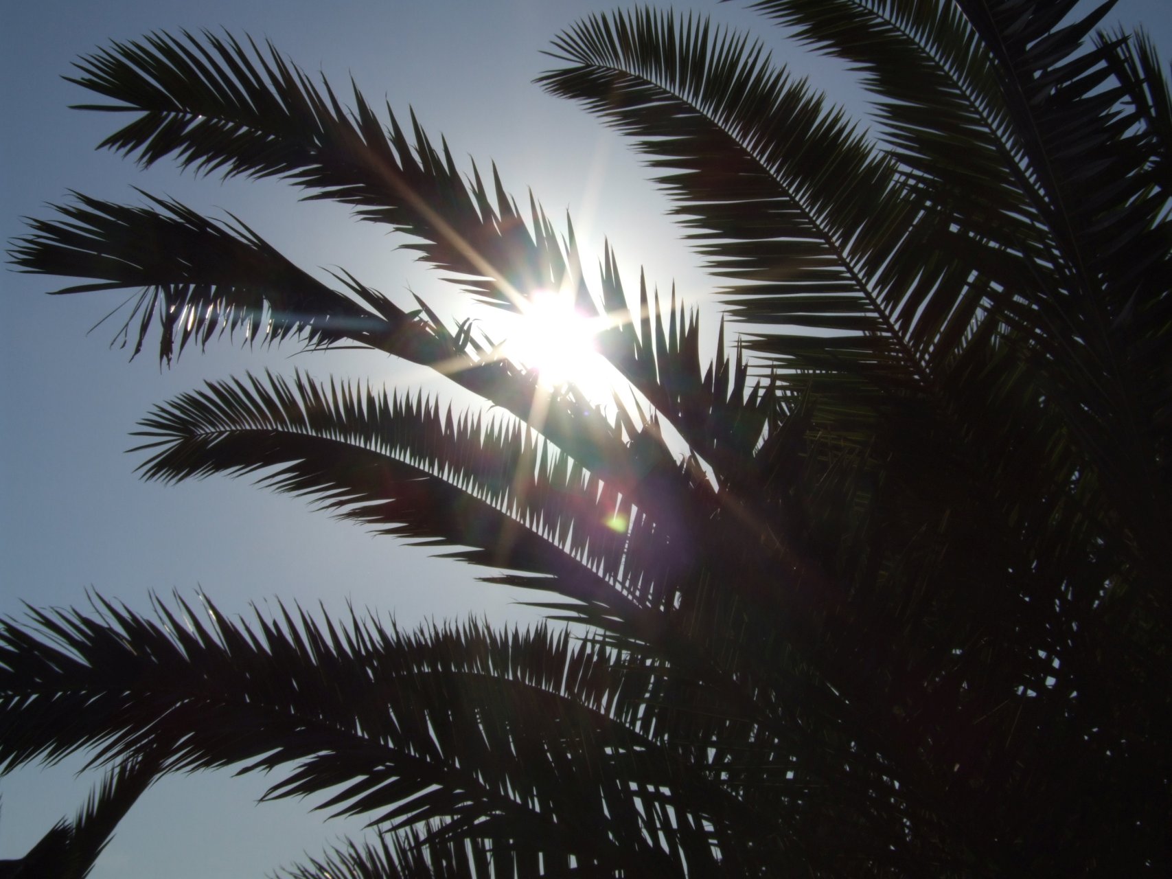 Gorące słońce w liściach palmy