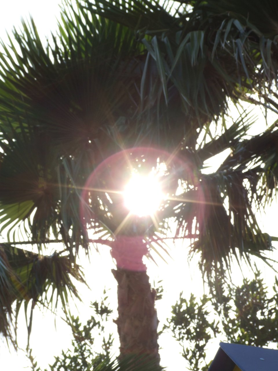 Słońce przebijało się nawet przez gęste liście palmy