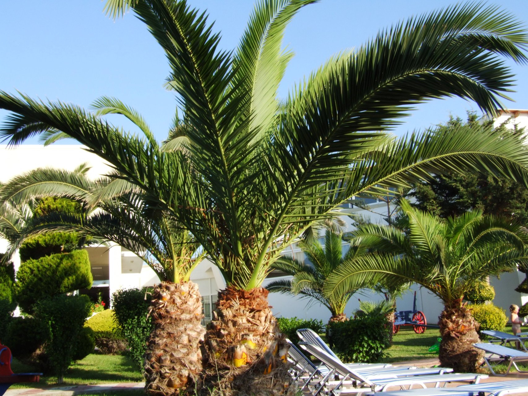 Palmy w ogrodzie hotelu Corali