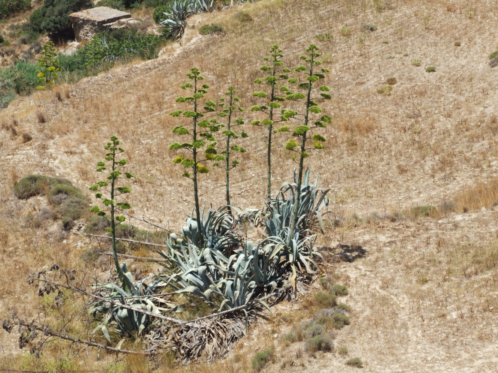 Ogromne agawy